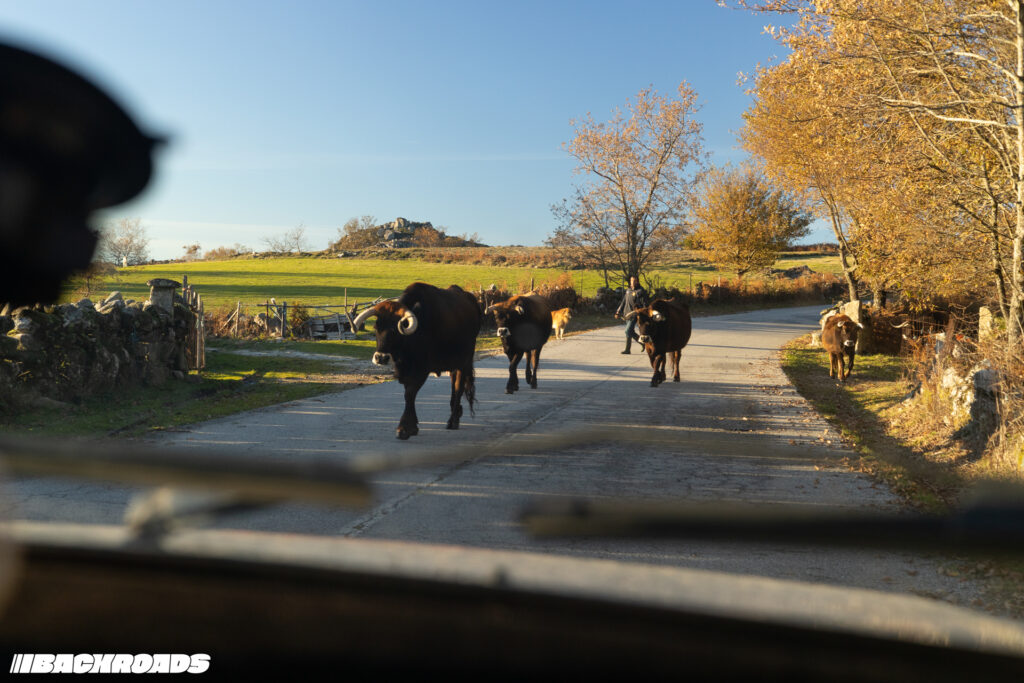 Turnpike-Backroads-Anna-Vintage-372